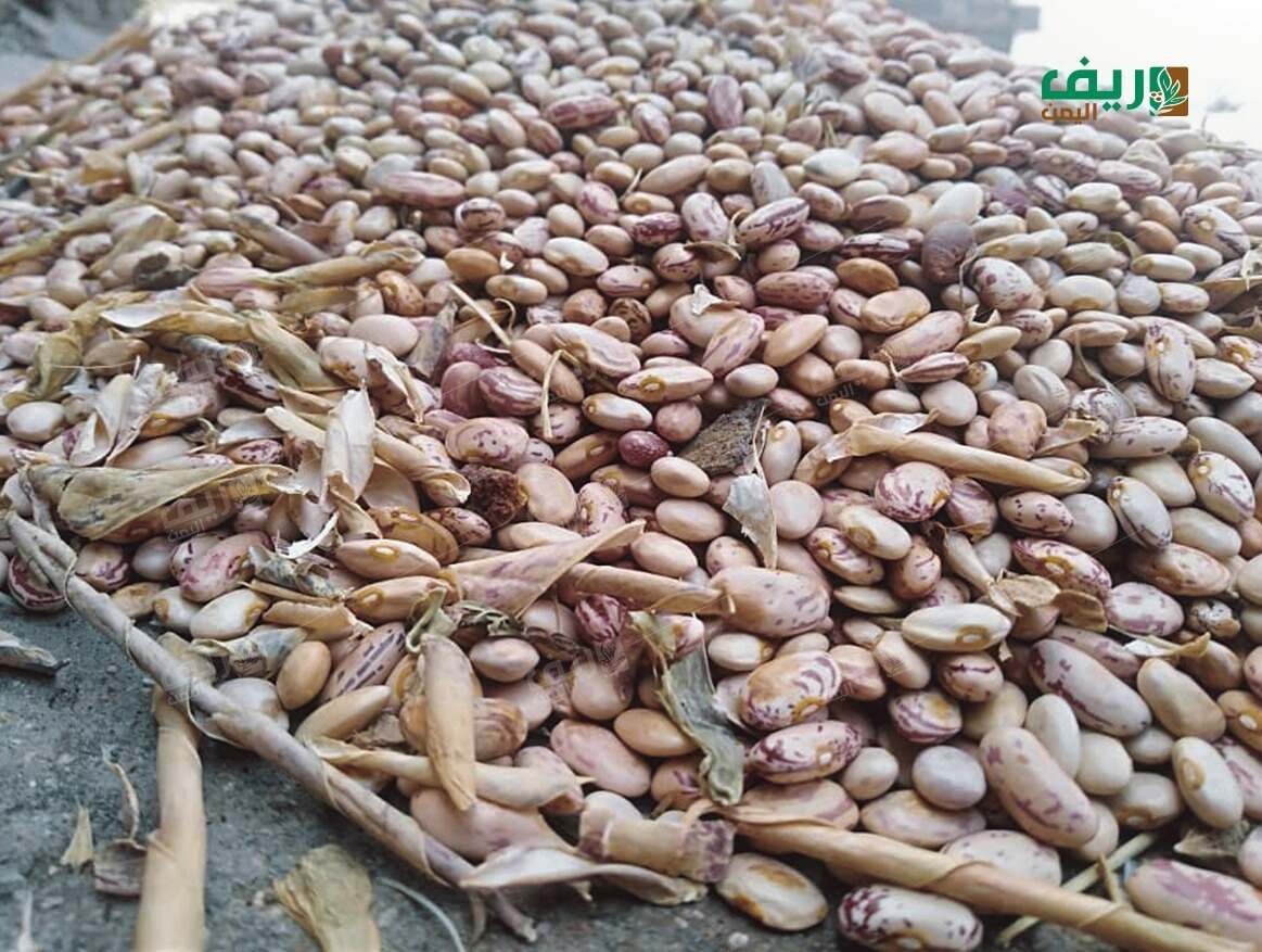 البذور المحلية.. صمام أمان زراعي يواجه خطر الانقراض