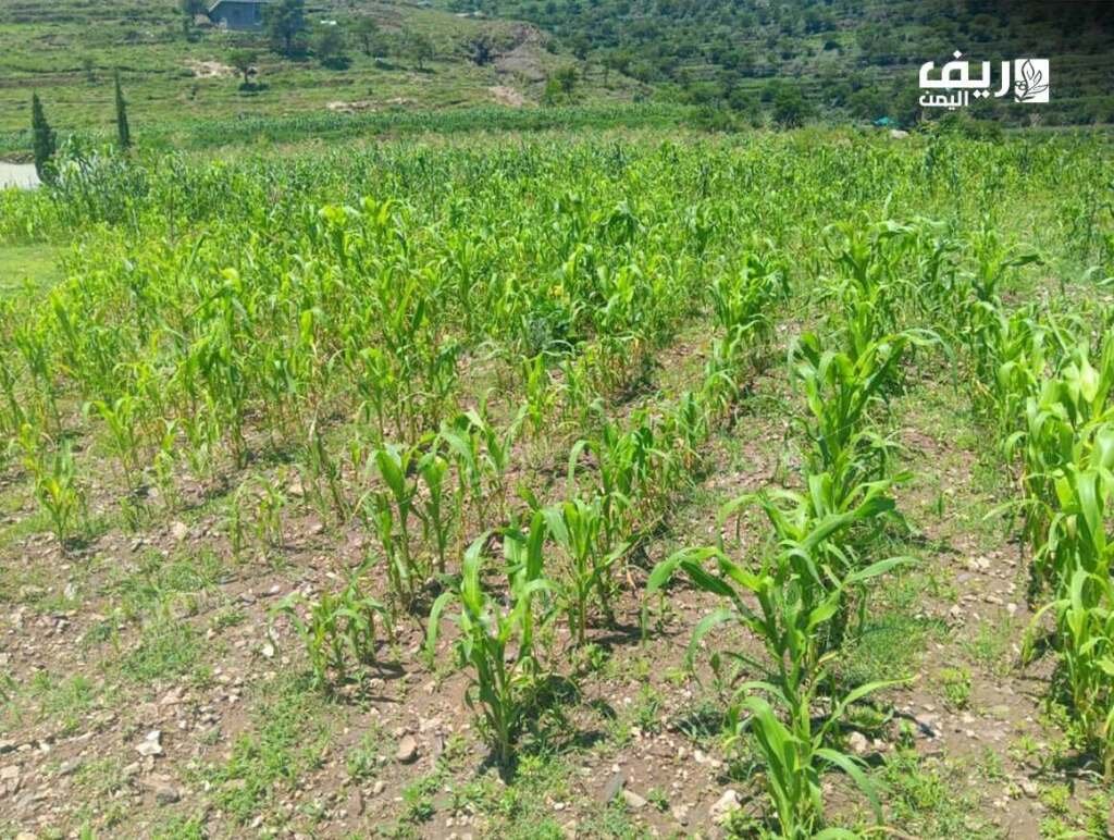 بين النجوم والمناخ المتقلب.. مزارعون يطاردون مواسم ضائعة