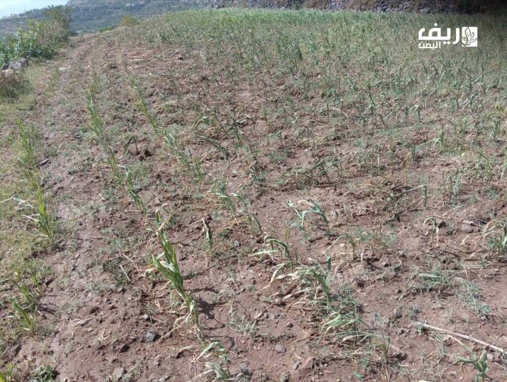 بين النجوم والمناخ المتقلب.. مزارعون يطاردون مواسم ضائعة