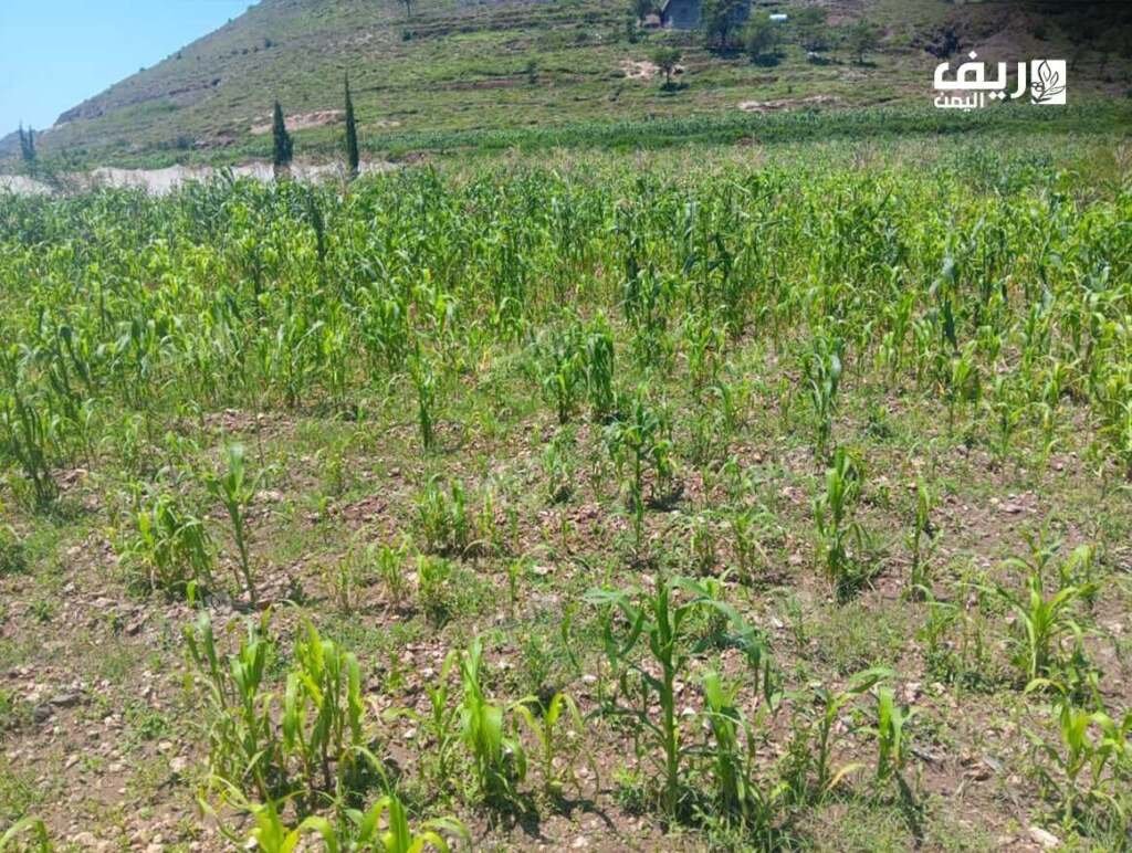بين النجوم والمناخ المتقلب.. مزارعون يطاردون مواسم ضائعة