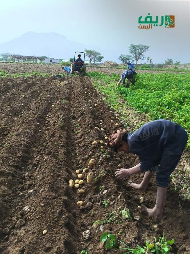 حقول البطاطس في يريم.. ملاذ الفقراء لتأمين القوت اليومي