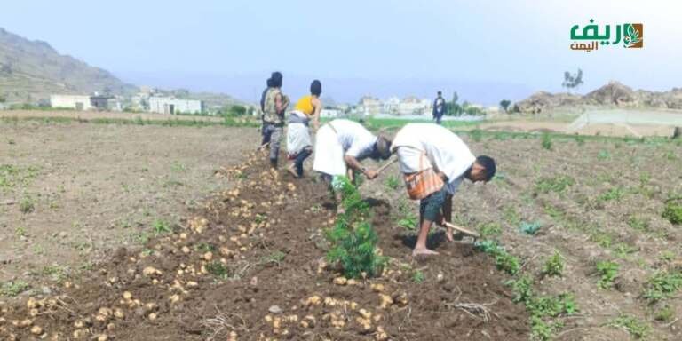 حقول البطاطس في يريم.. ملاذ الفقراء لتأمين القوت اليومي