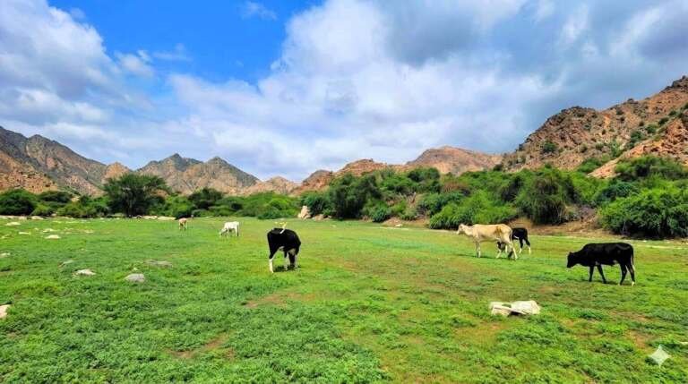 الغطاء النباتي: الحارس الأخضر الذي يحمينا من مخاطر السيول