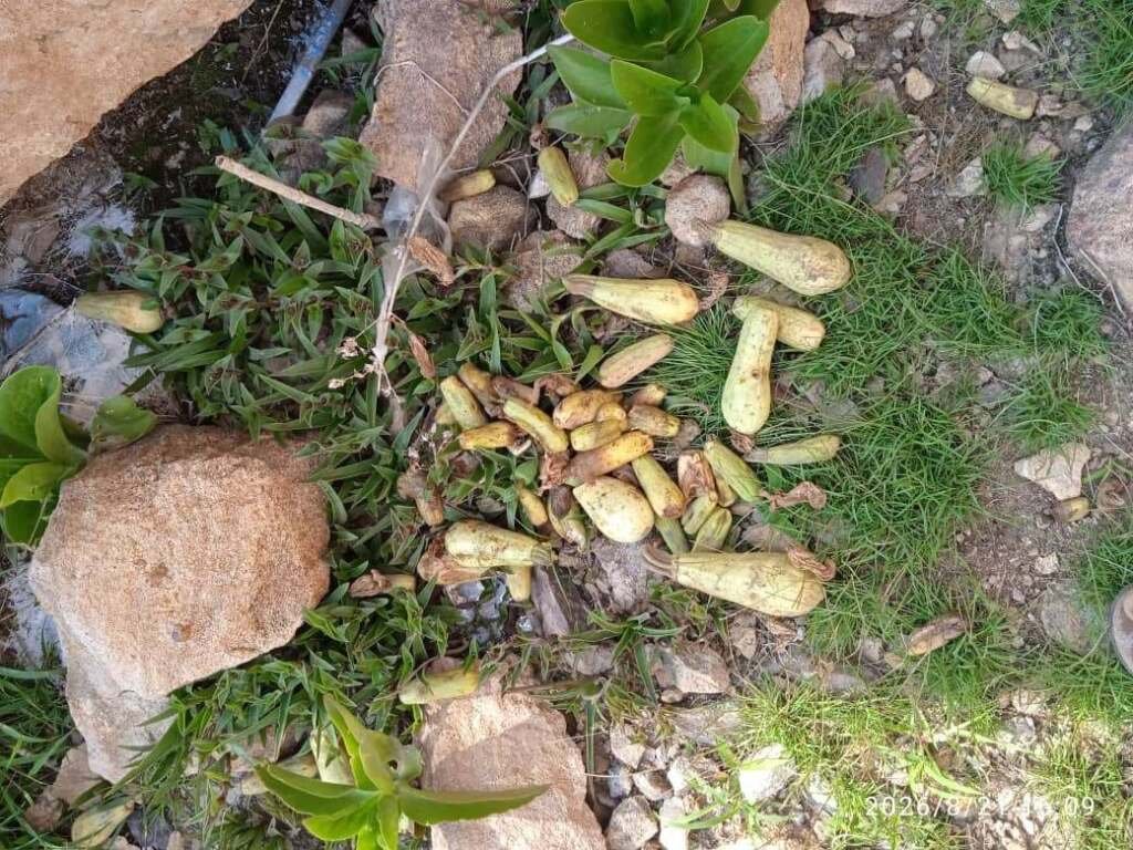 الجفاف المخفي .. أمطار متقطعة تتلف المحاصيل وتضاعف خسائر المزارعين