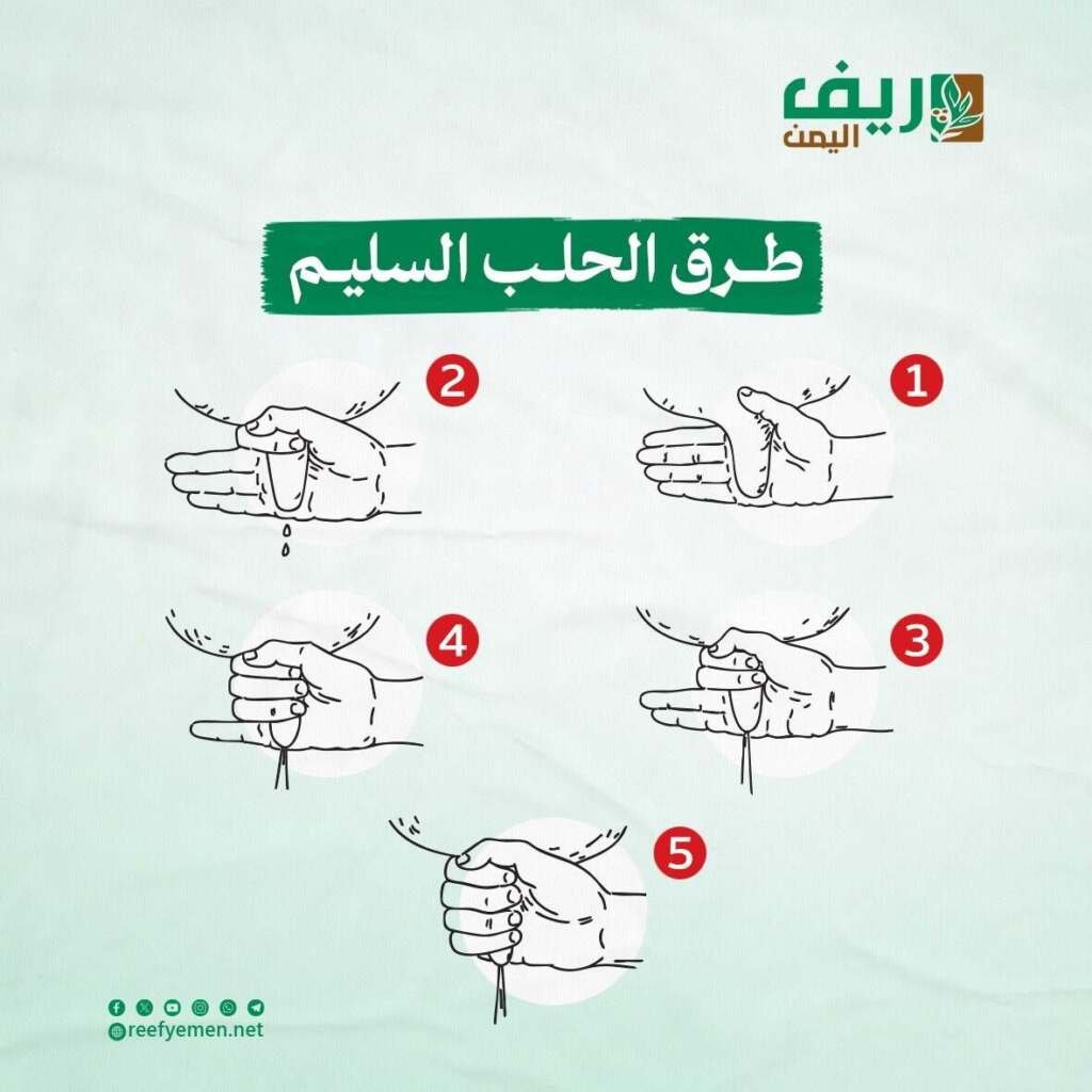 التقطير أو الحلب النهائي.. سر الحصول على زيادة إنتاج